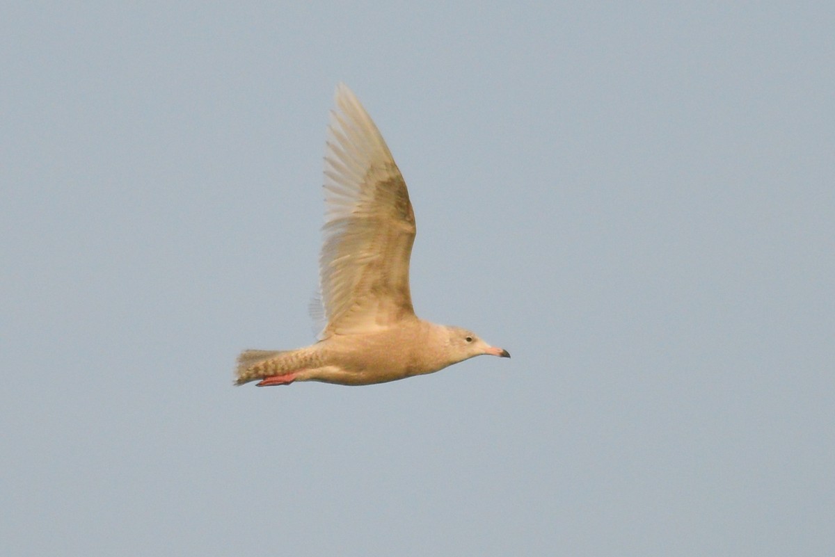 Glaucous Gull - ML52703901