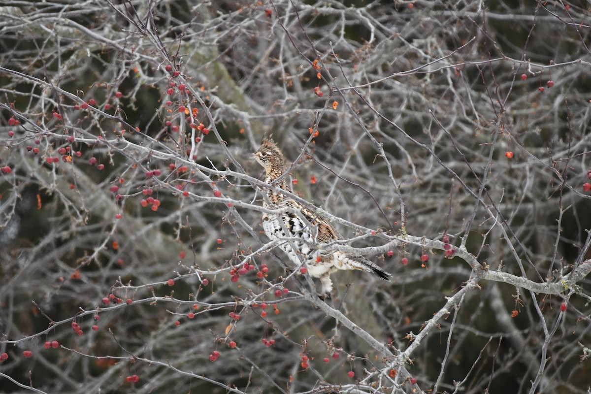 Ruffed Grouse - ML527039701