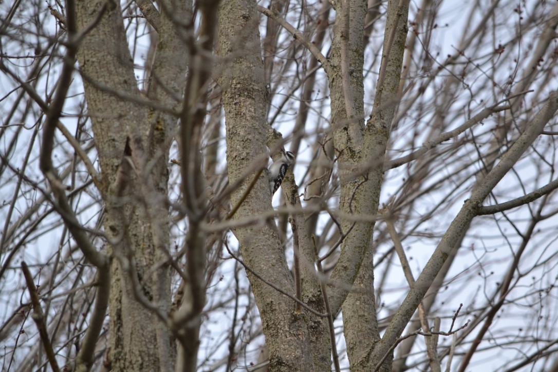 Hairy Woodpecker - ML52704001