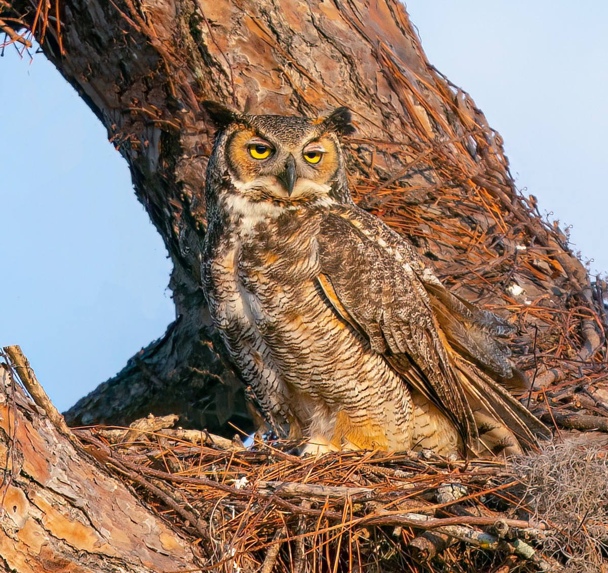 Great Horned Owl - ML527040051
