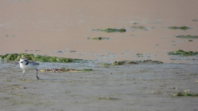 Snowy Plover - ML527040491