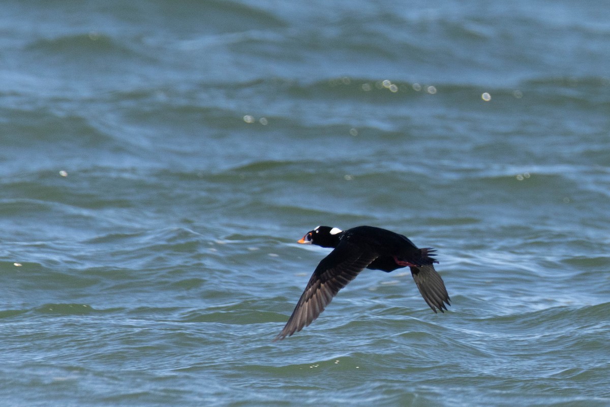 Surf Scoter - ML527041221