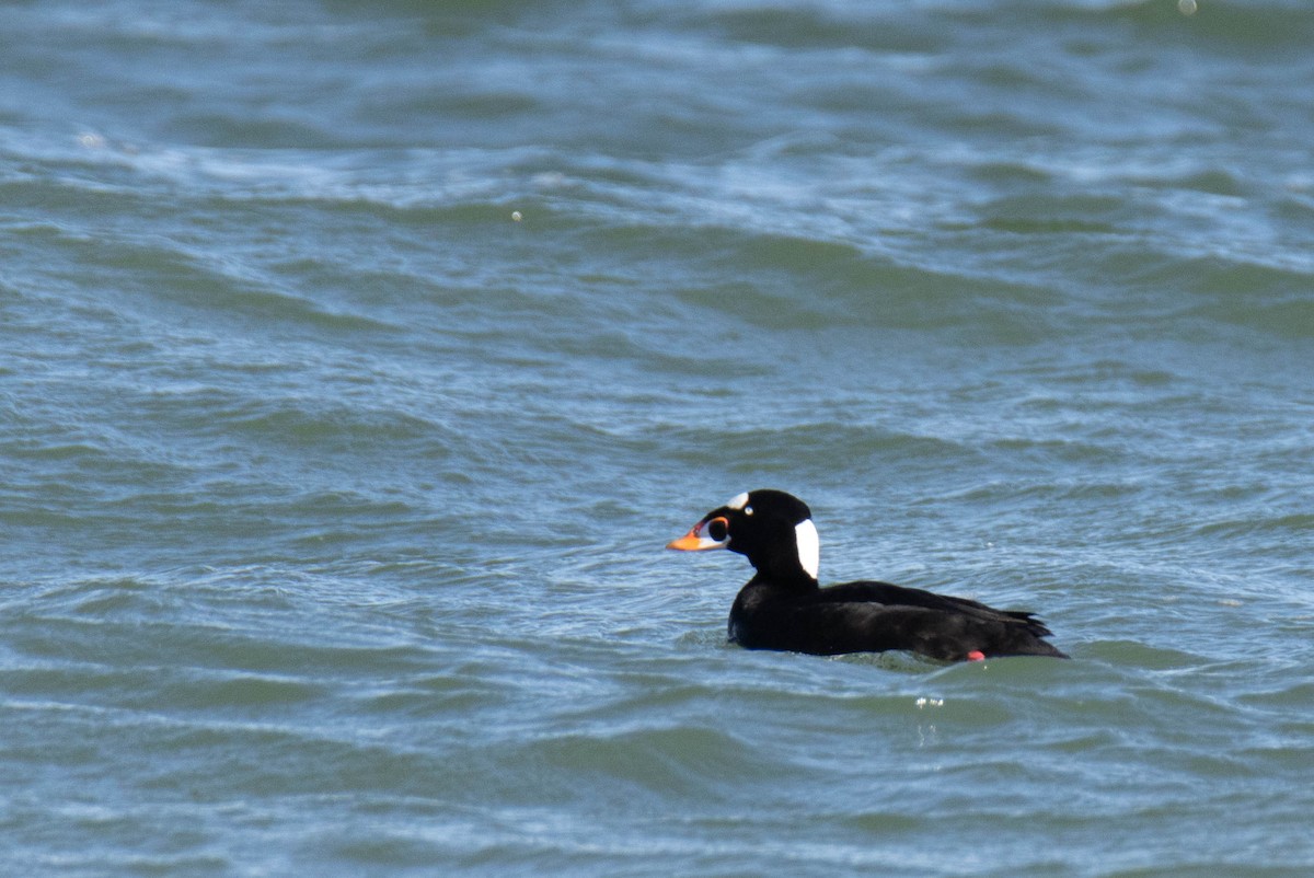 Surf Scoter - ML527041231