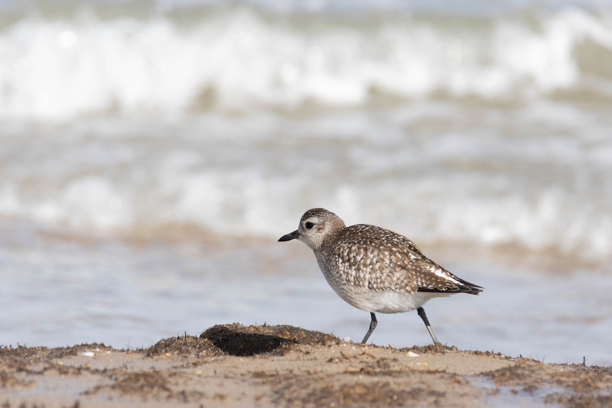 Буурал сүвээ цагаан - ML527041481