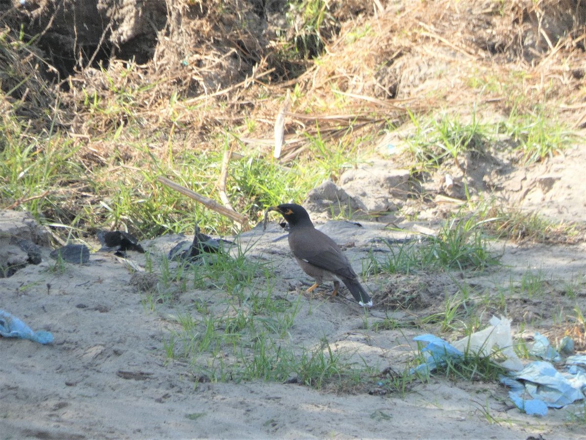 Common Myna - ML527041511