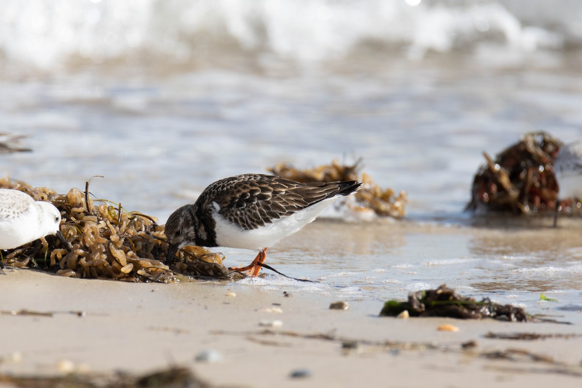 Алаг хайргач - ML527041541