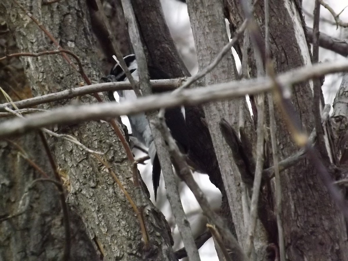 Hairy Woodpecker (Rocky Mts.) - ML52704171