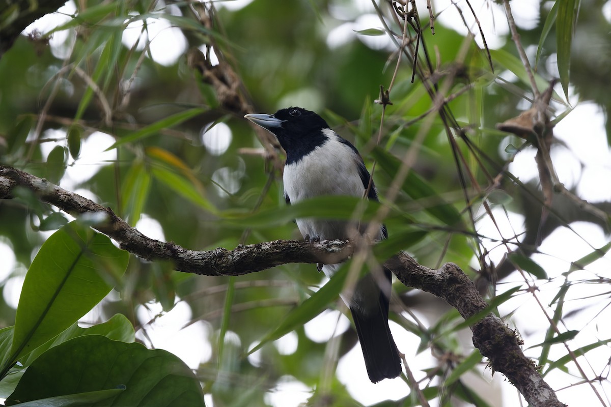 Ванга-вузькодзьоб східна - ML527041981