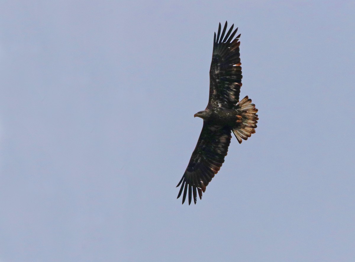 Weißkopf-Seeadler - ML527042101