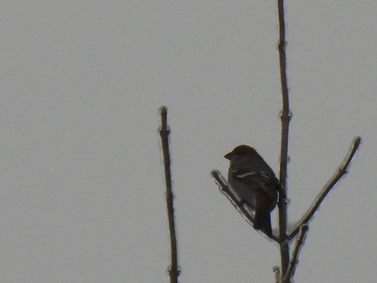 Pine Grosbeak - ML527042331