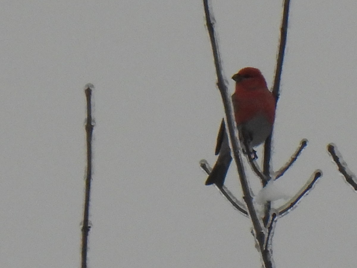 Pine Grosbeak - ML527042341