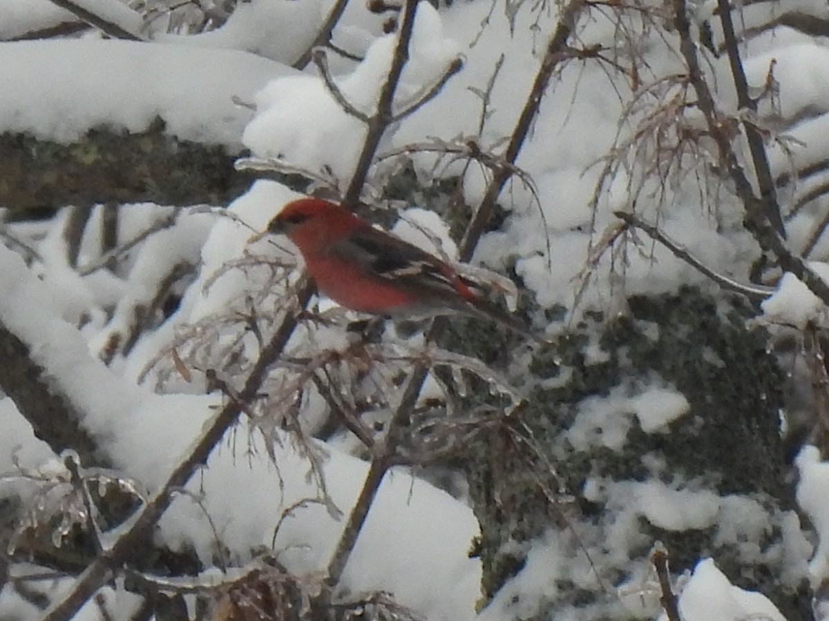 Pine Grosbeak - ML527042371