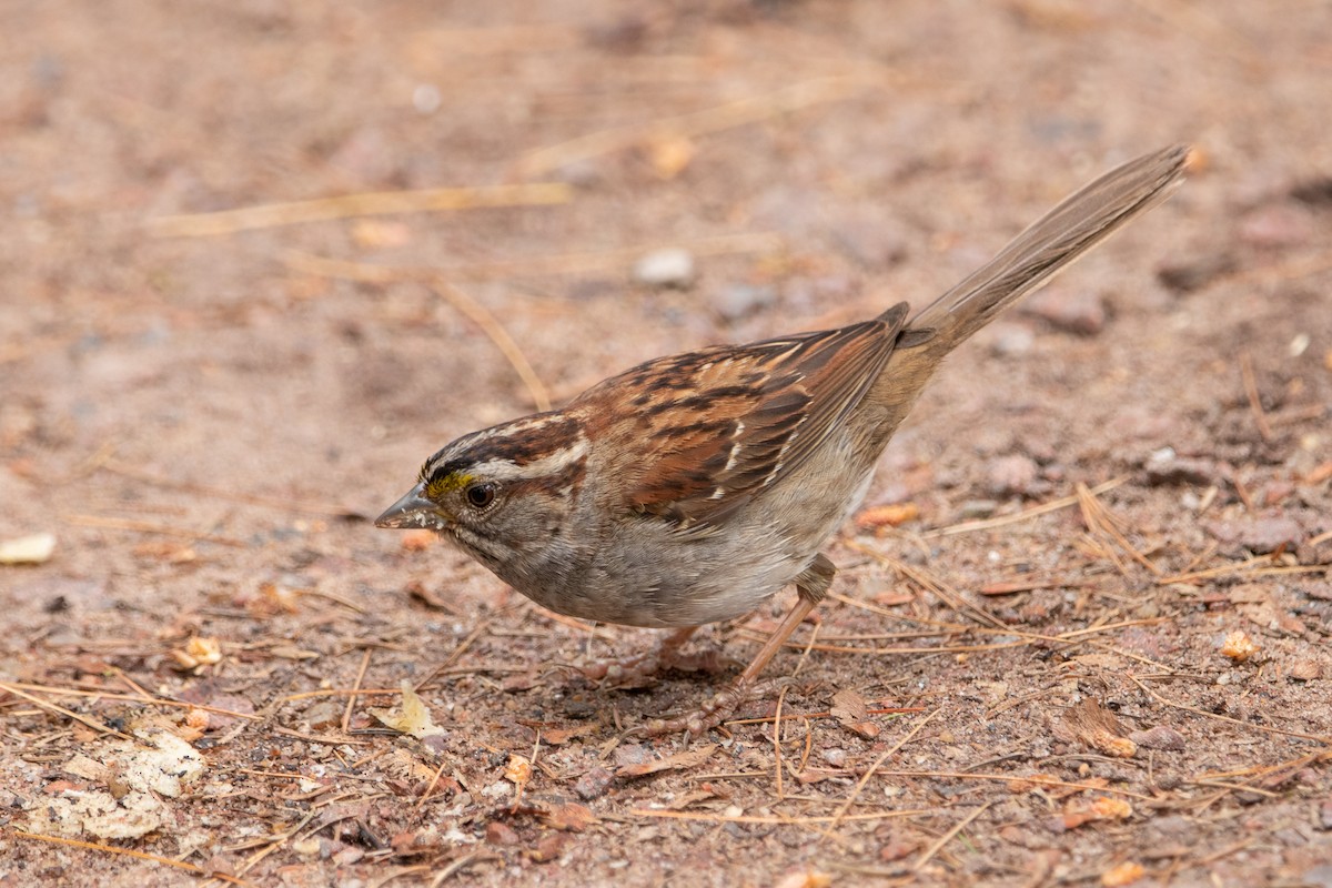 White-throated Sparrow - ML527044291