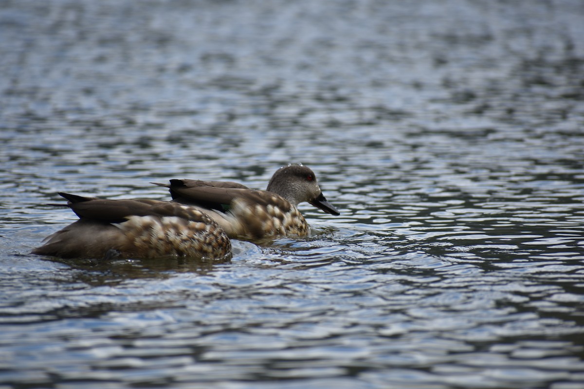 Crested Duck - ML527045561