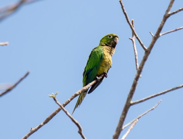 Olive-throated Parakeet - James Mccoy