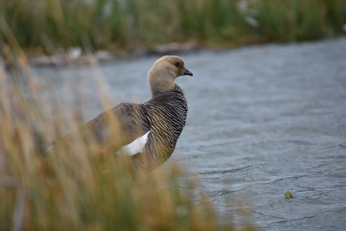 Upland Goose - ML527045961