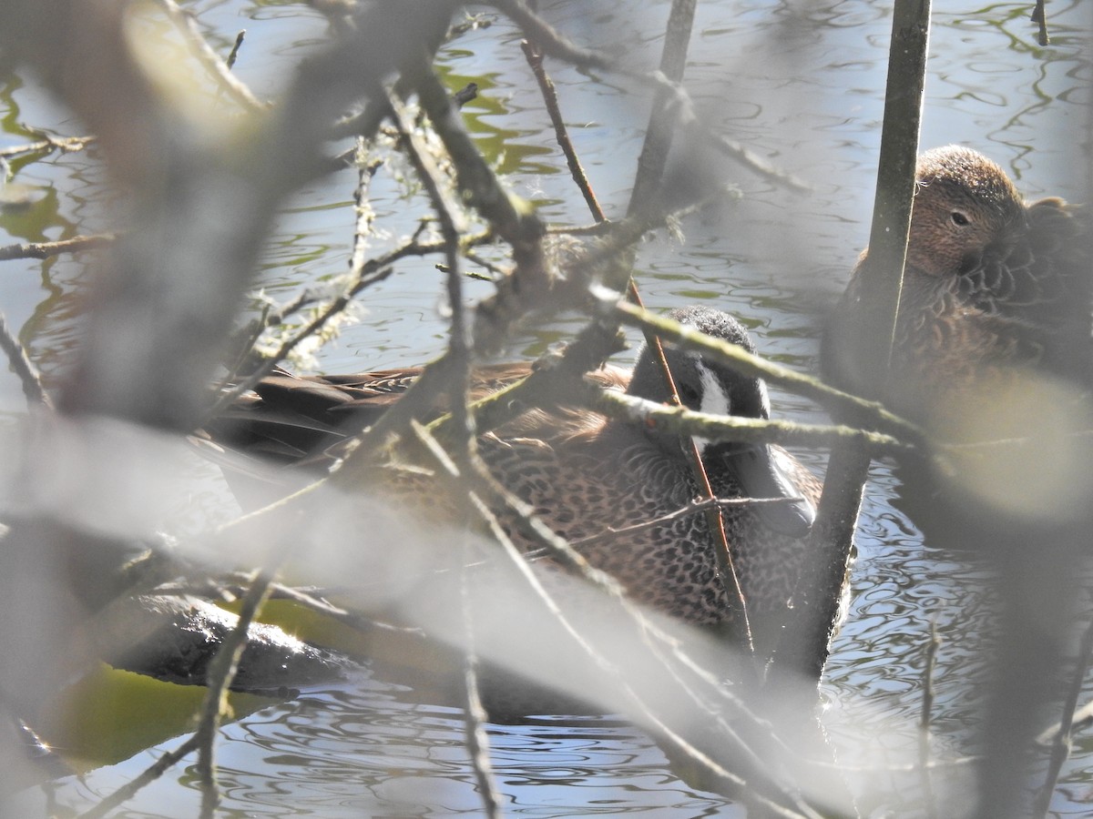 Blue-winged Teal - ML527049311