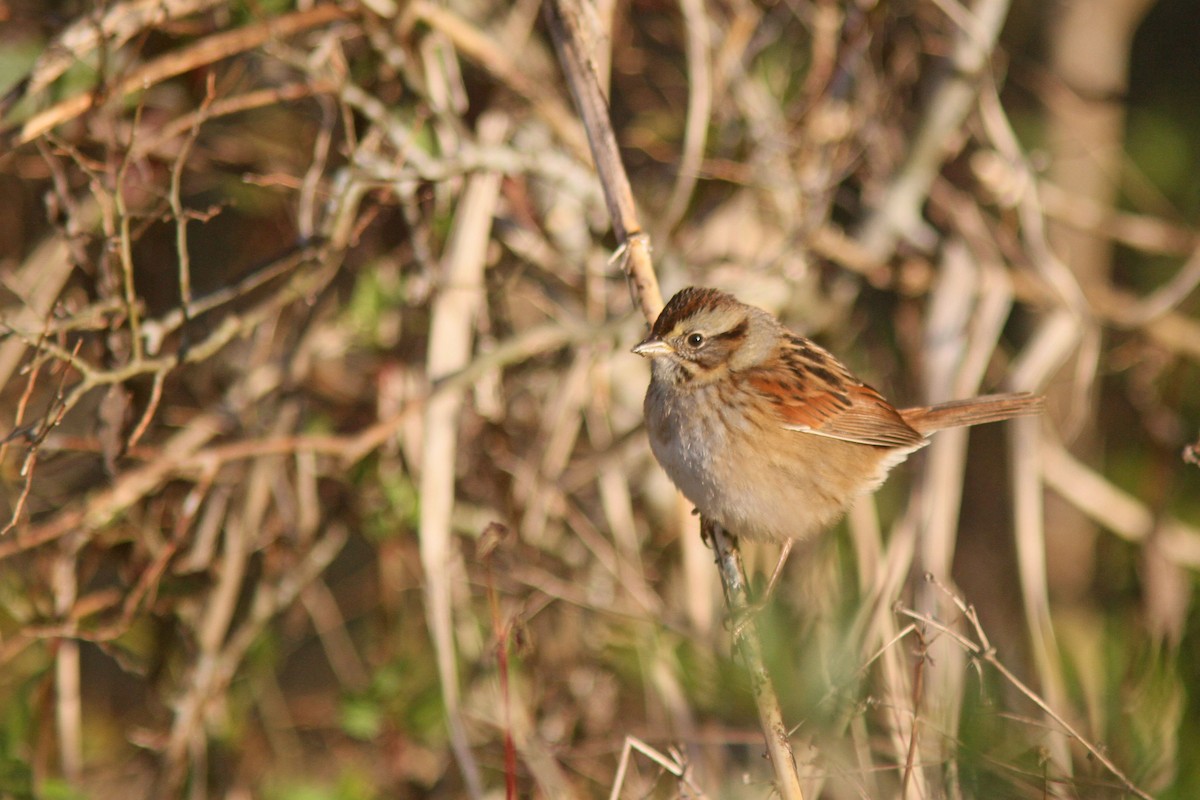 Swamp Sparrow - ML527049901