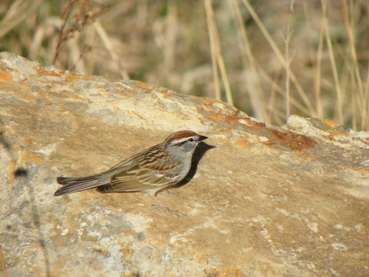 Chipping Sparrow - ML527050561