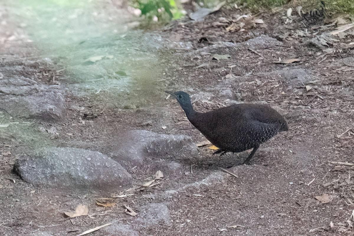 Hooded Tinamou - ML527050801