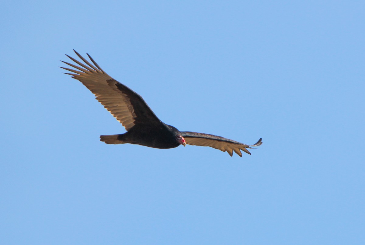 Turkey Vulture - ML527051231