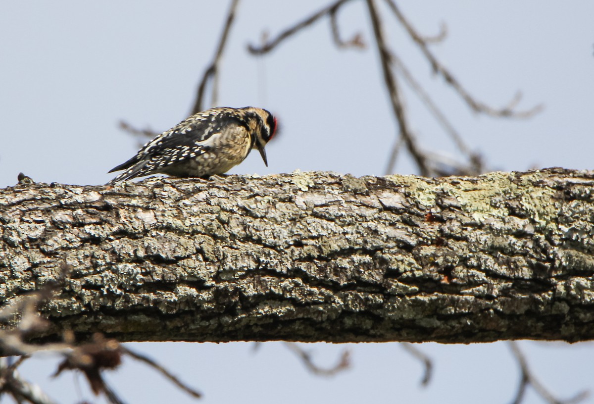 Yellow-bellied Sapsucker - ML527051461