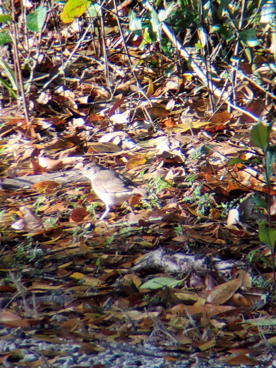 Hermit Thrush - ML527051601