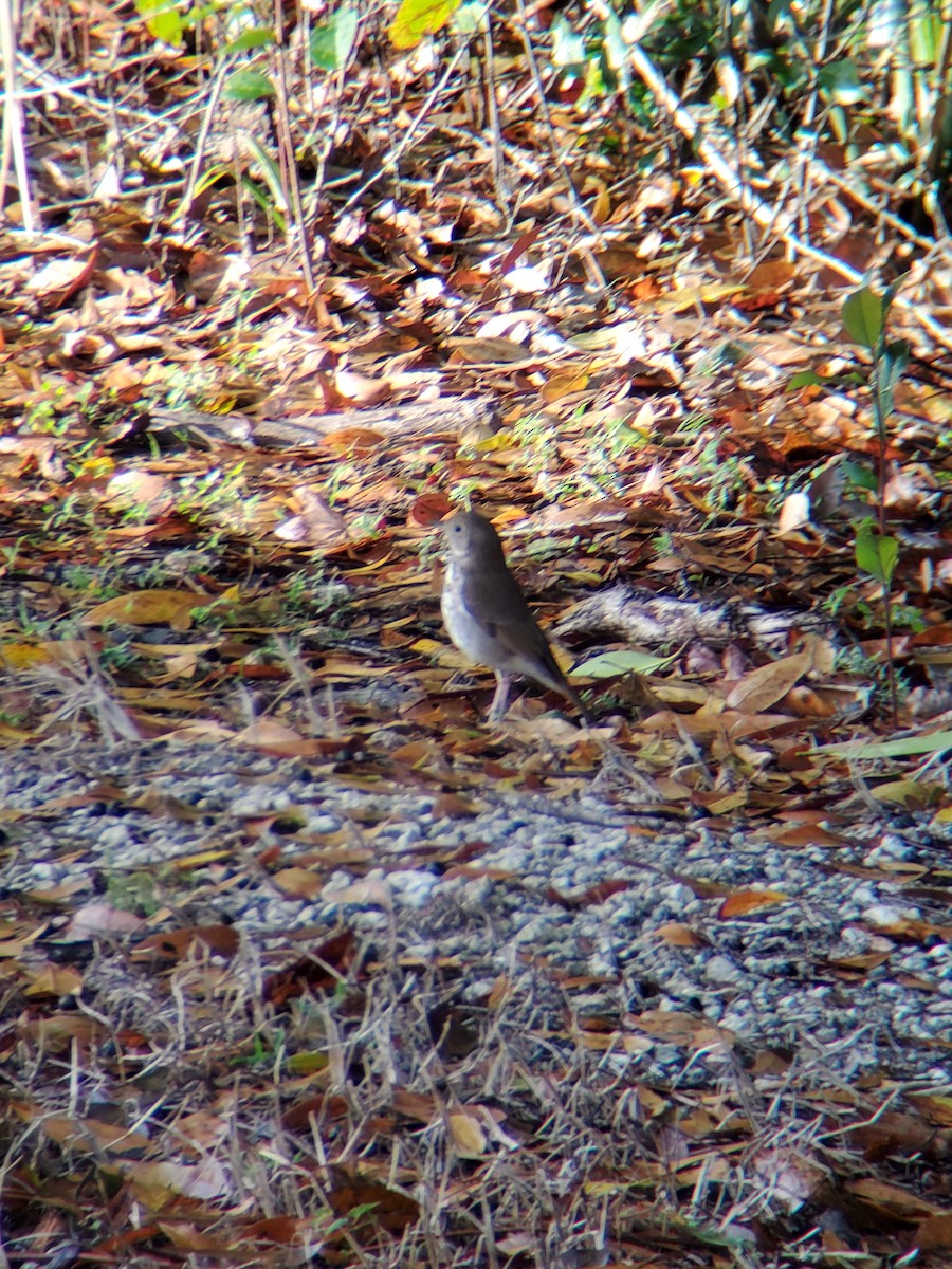 Hermit Thrush - ML527051671