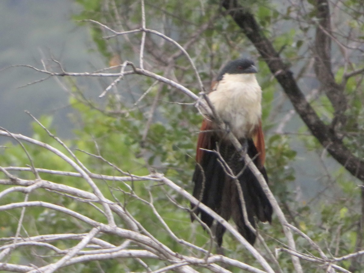 White-browed Coucal - ML527052211