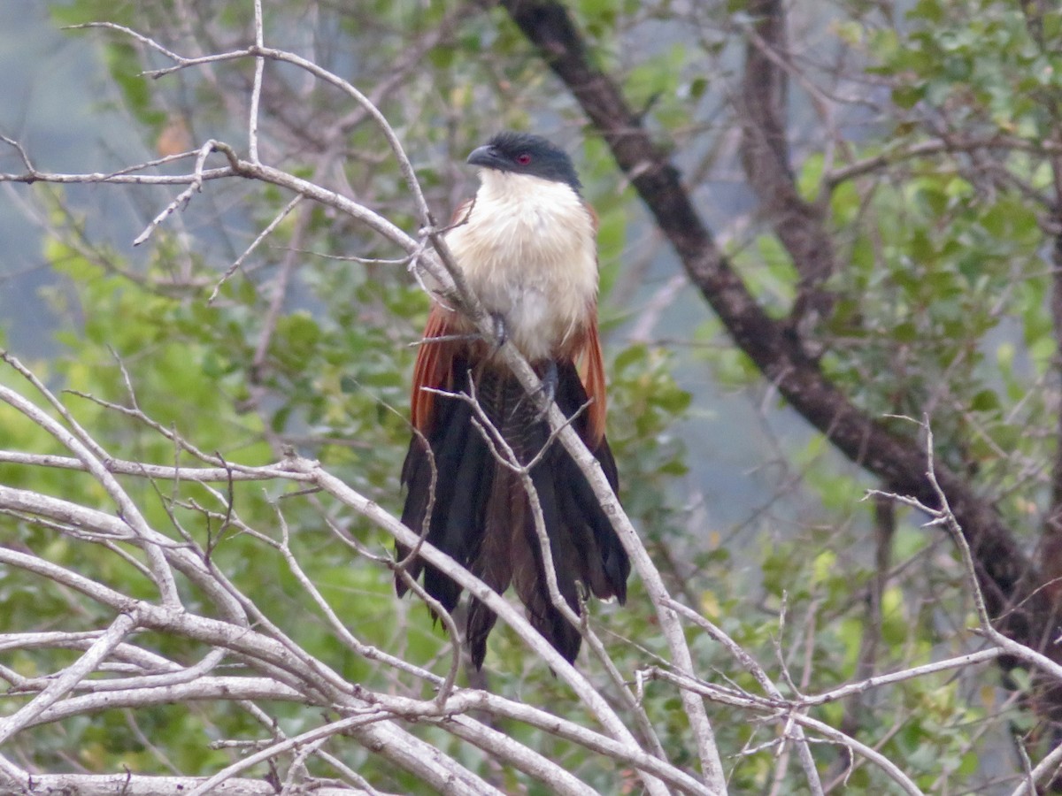 White-browed Coucal - Alexis Lamek