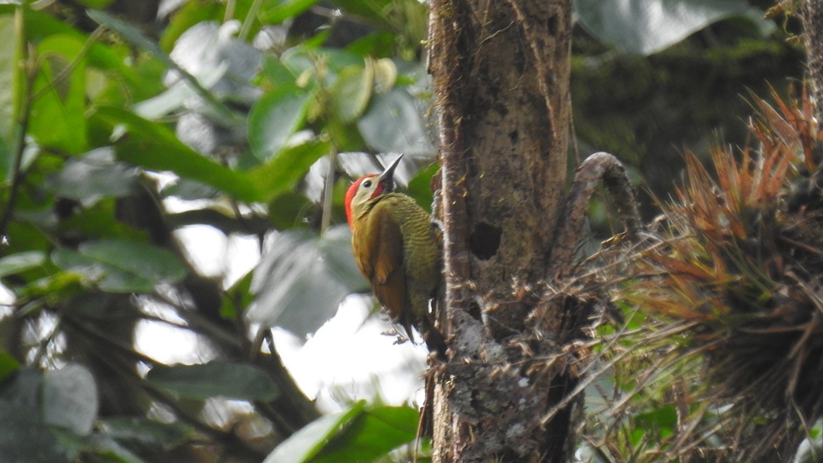 Golden-olive Woodpecker - ML52705231