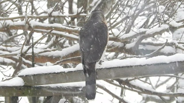 Cooper's Hawk - ML527052331