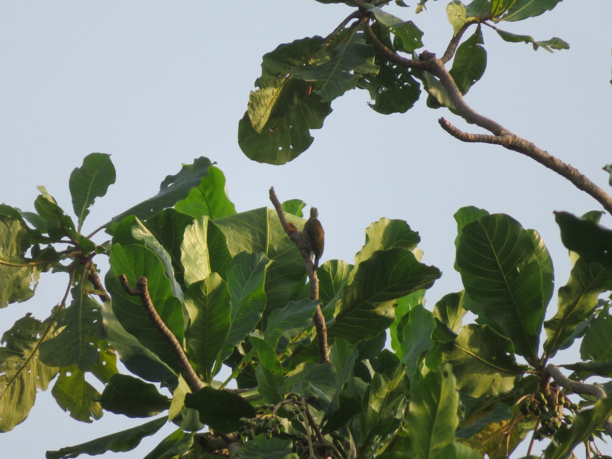 Green-backed Woodpecker (Little Green) - ML527052381