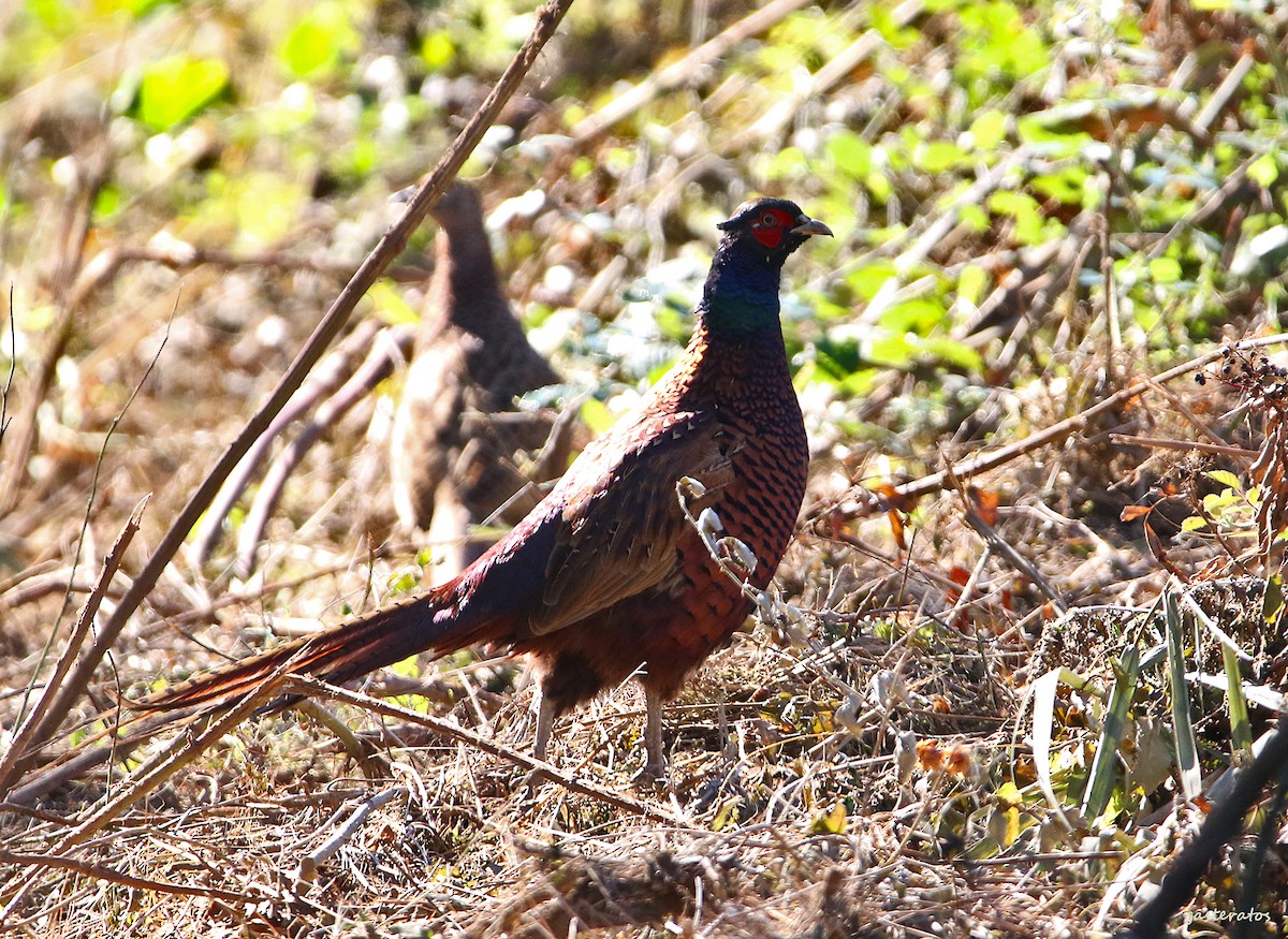 Ring-necked Pheasant - ML527052621