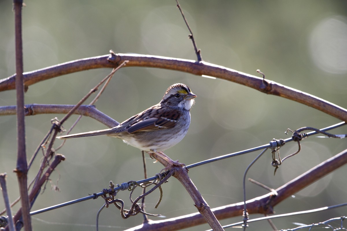 White-throated Sparrow - ML527052971
