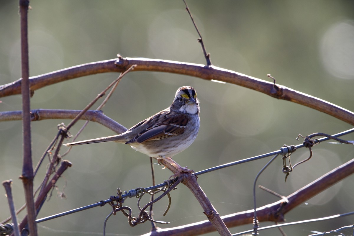 White-throated Sparrow - ML527053181