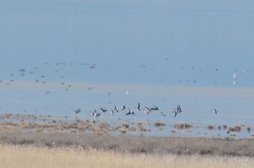 Graylag Goose - ML527053201