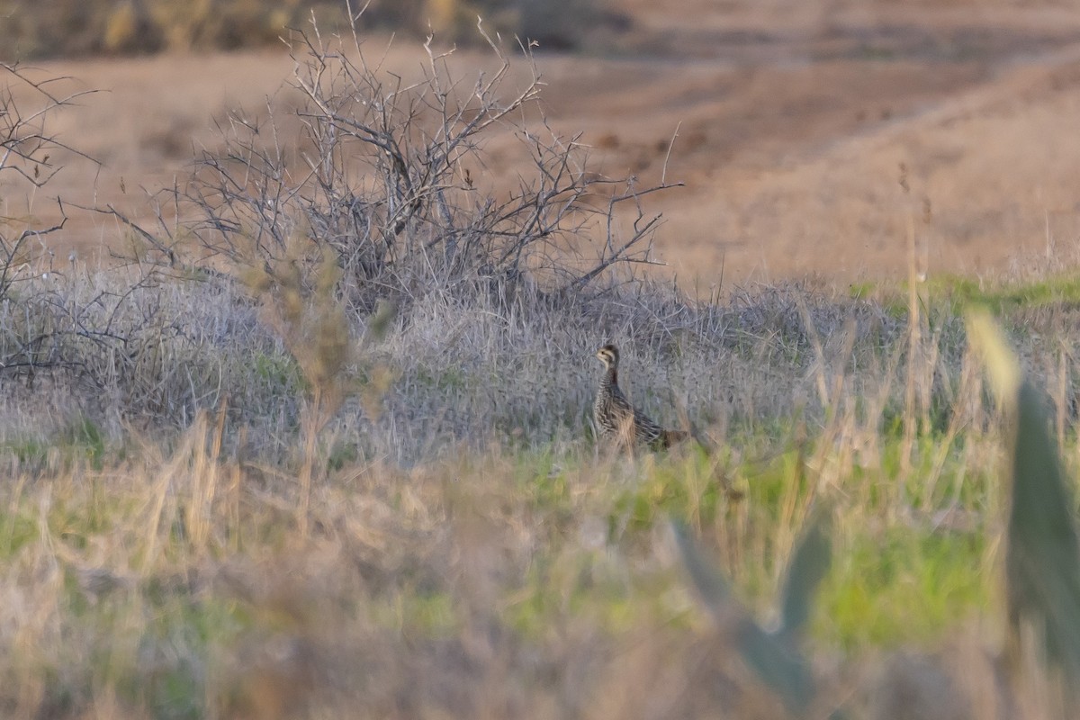 Black Francolin - Silviu Pavel