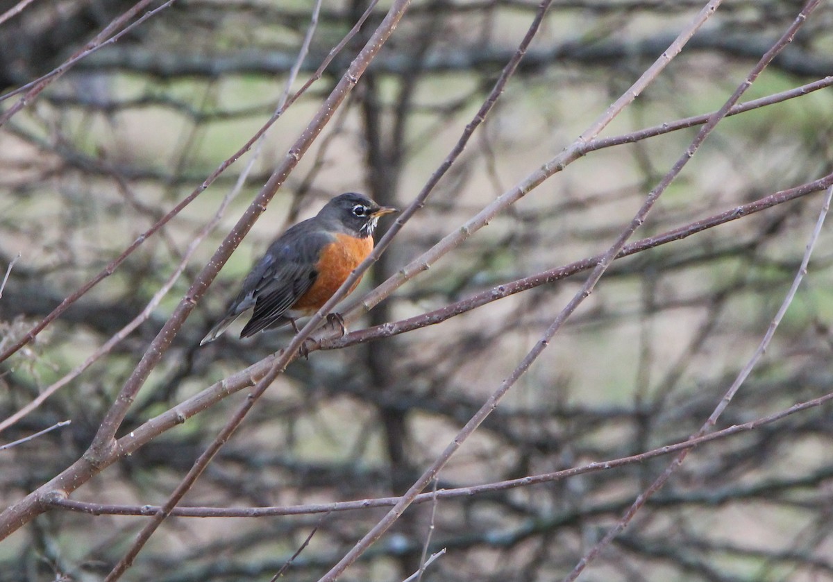 American Robin - ML527054891