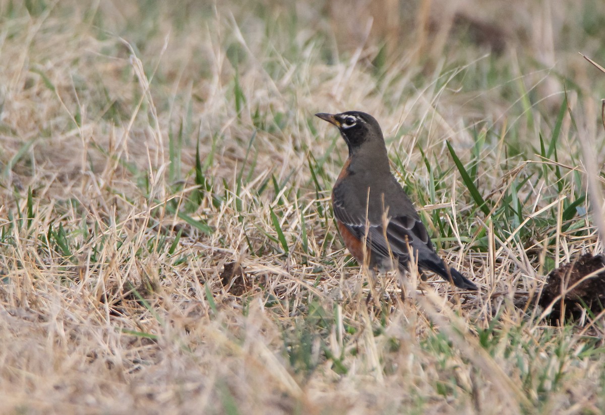 American Robin - ML527054911