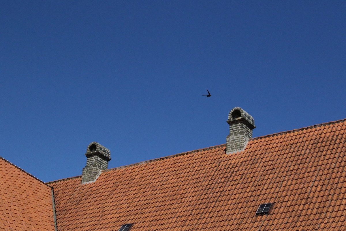 Common Swift - ML527055261