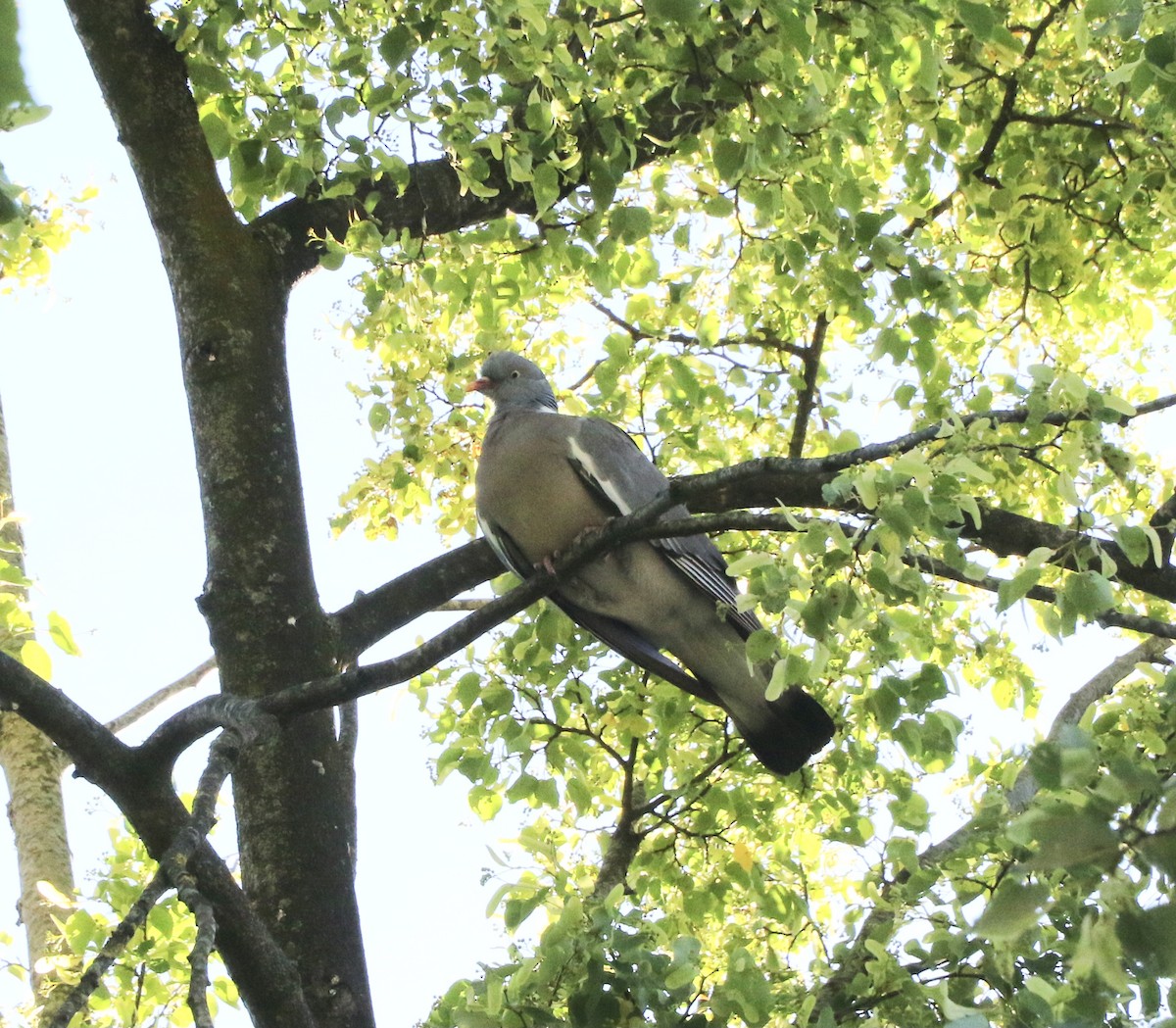 Common Wood-Pigeon - ML527056551
