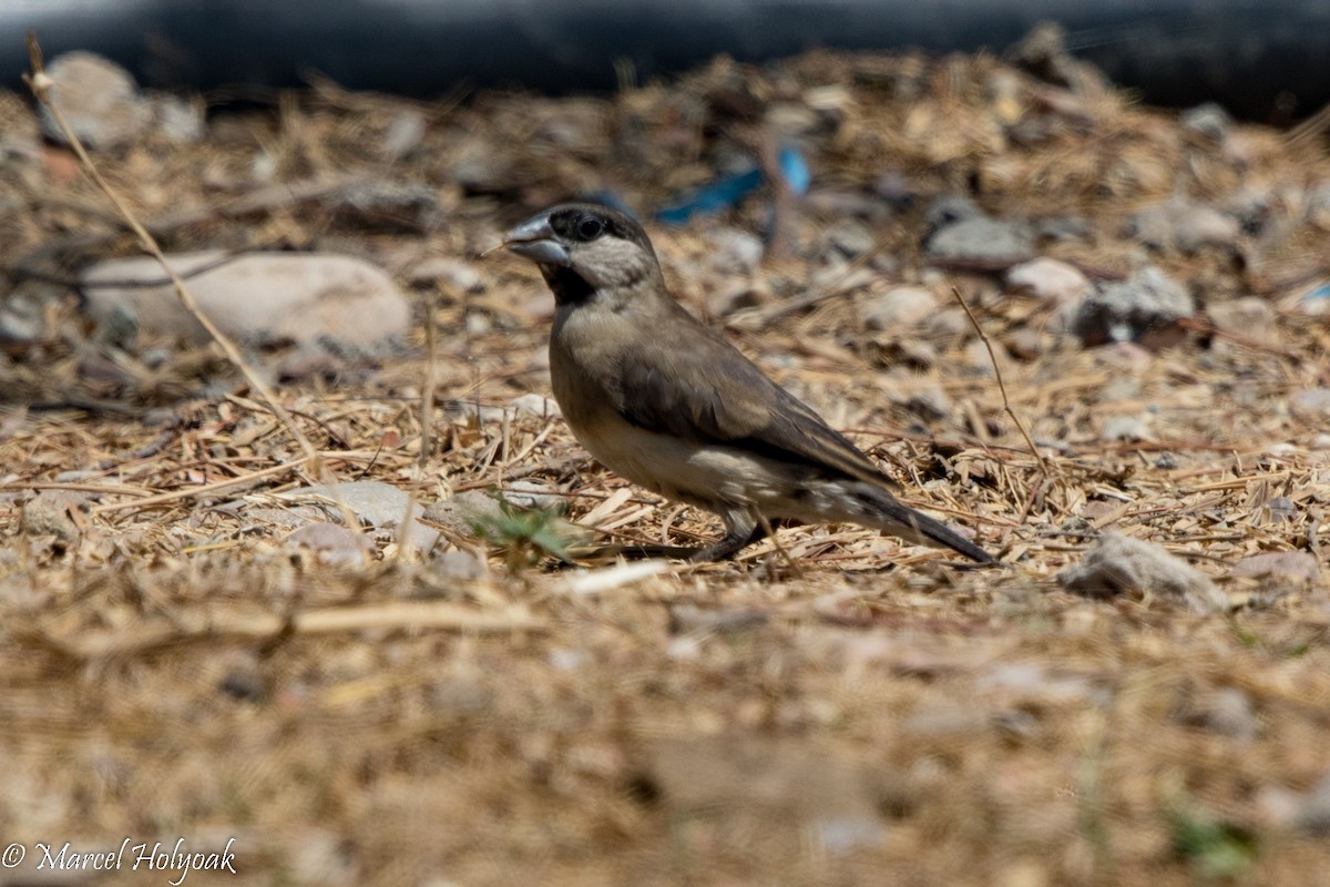 Timor Sparrow - ML527058011