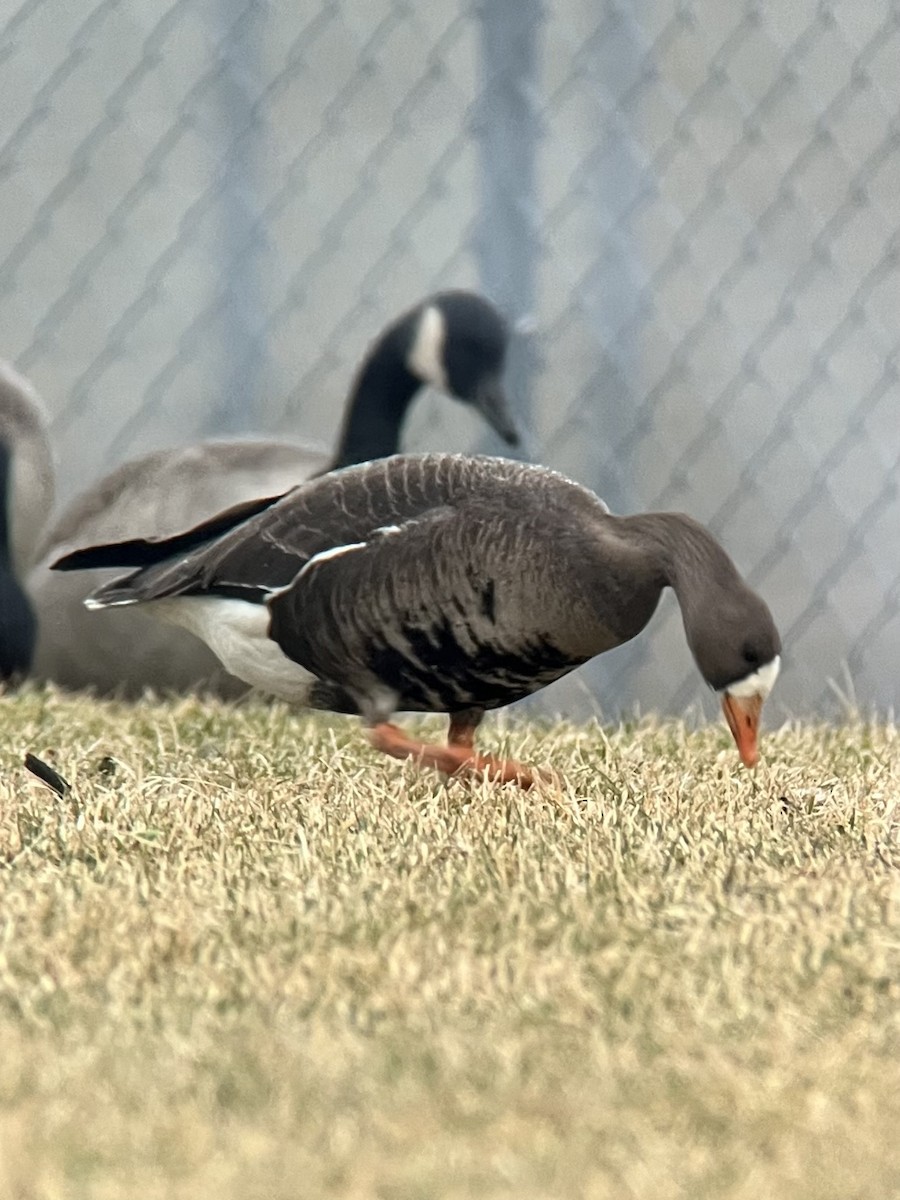 husa běločelá - ML527059421