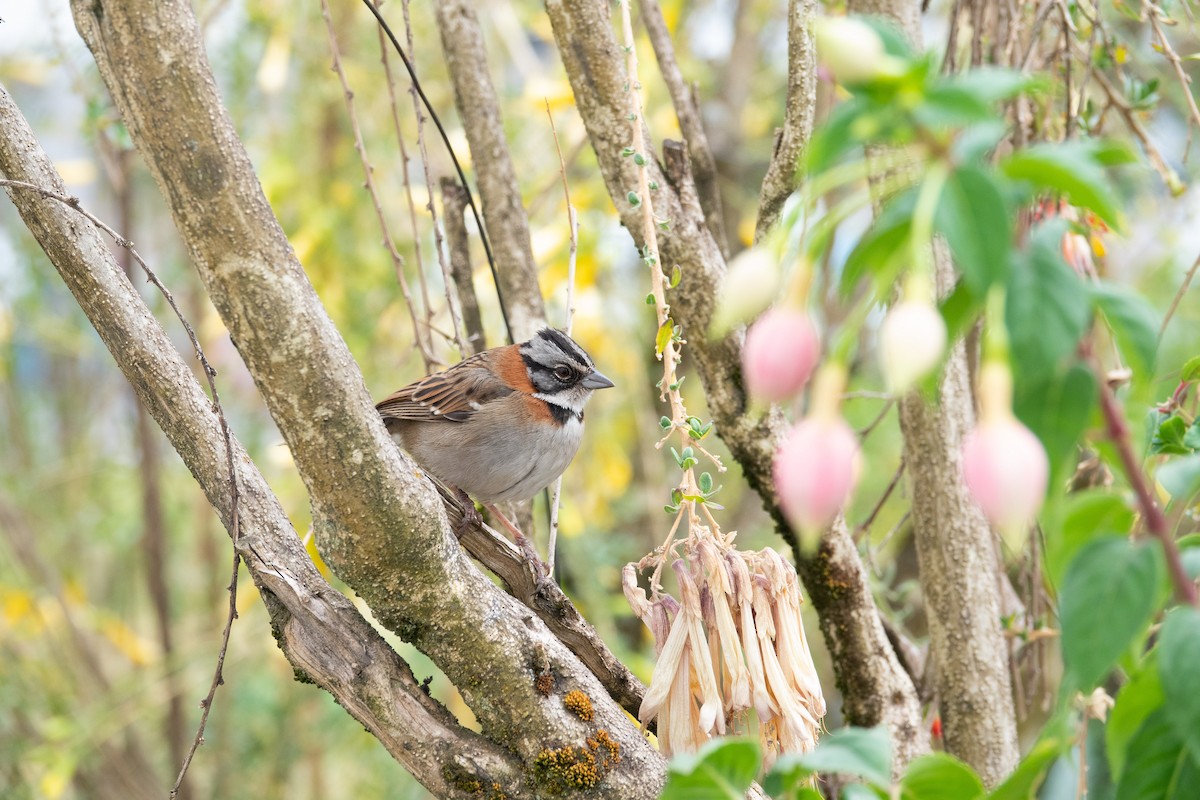 Rufous-collared Sparrow - ML527059601