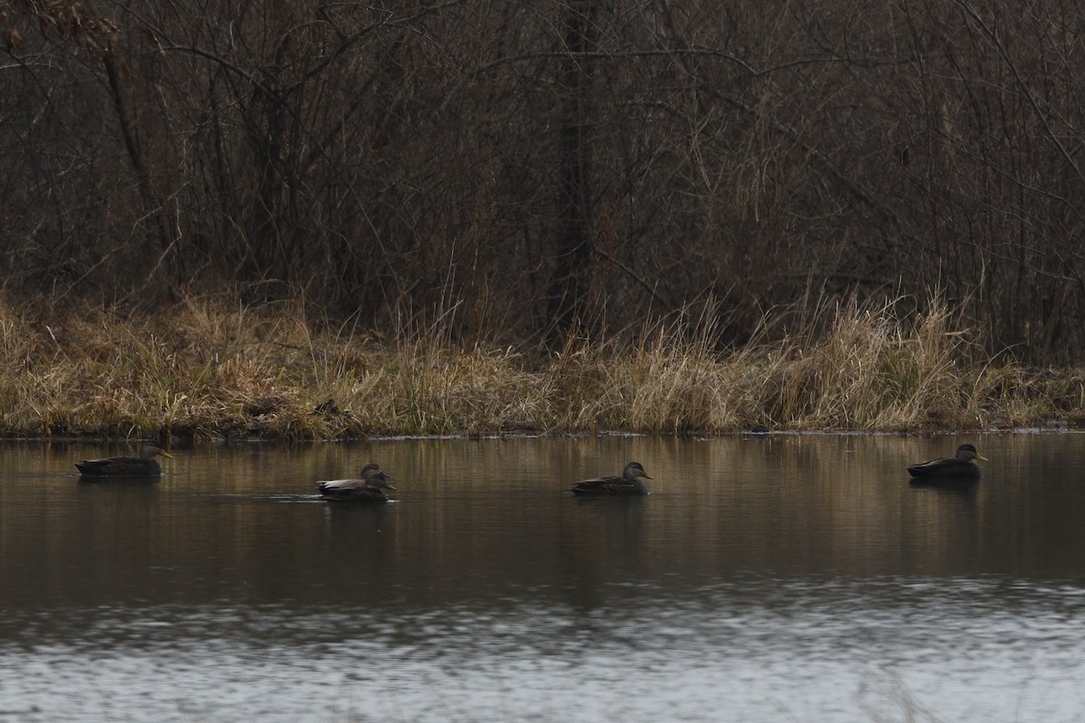 American Black Duck - ML527061041