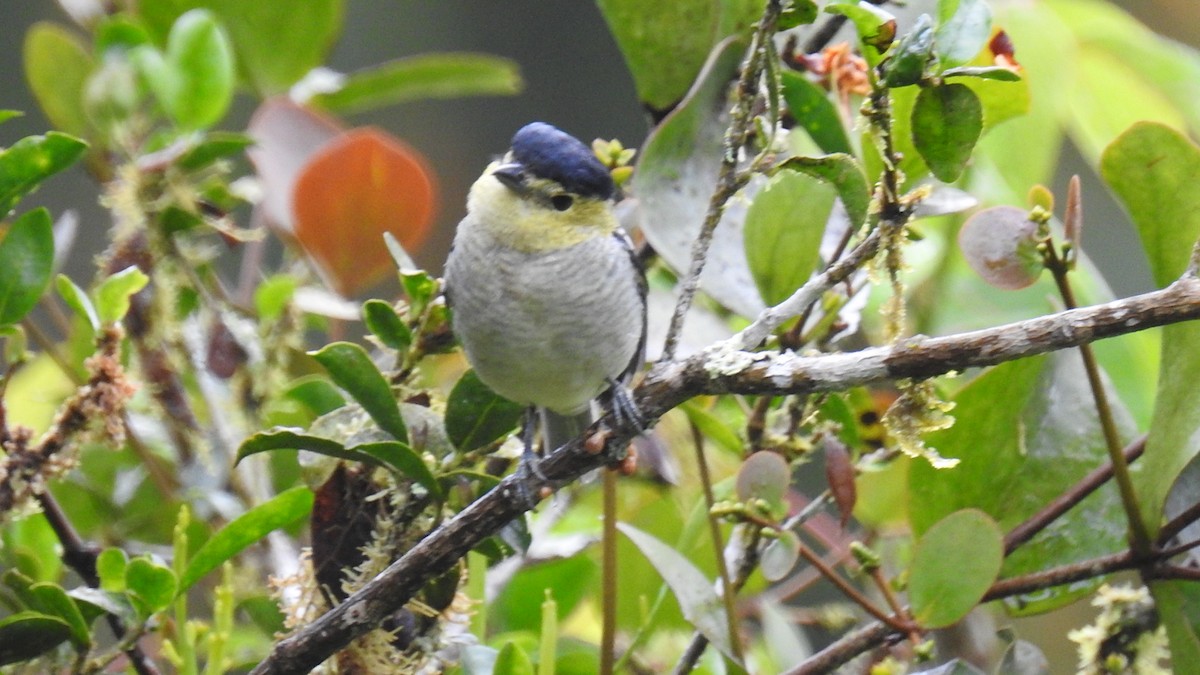 Barred Becard - ML52706201