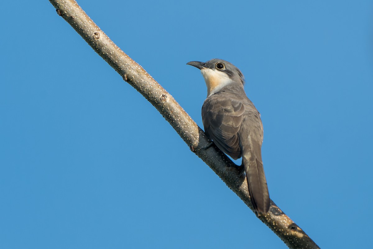 Dark-billed Cuckoo - ML527062011