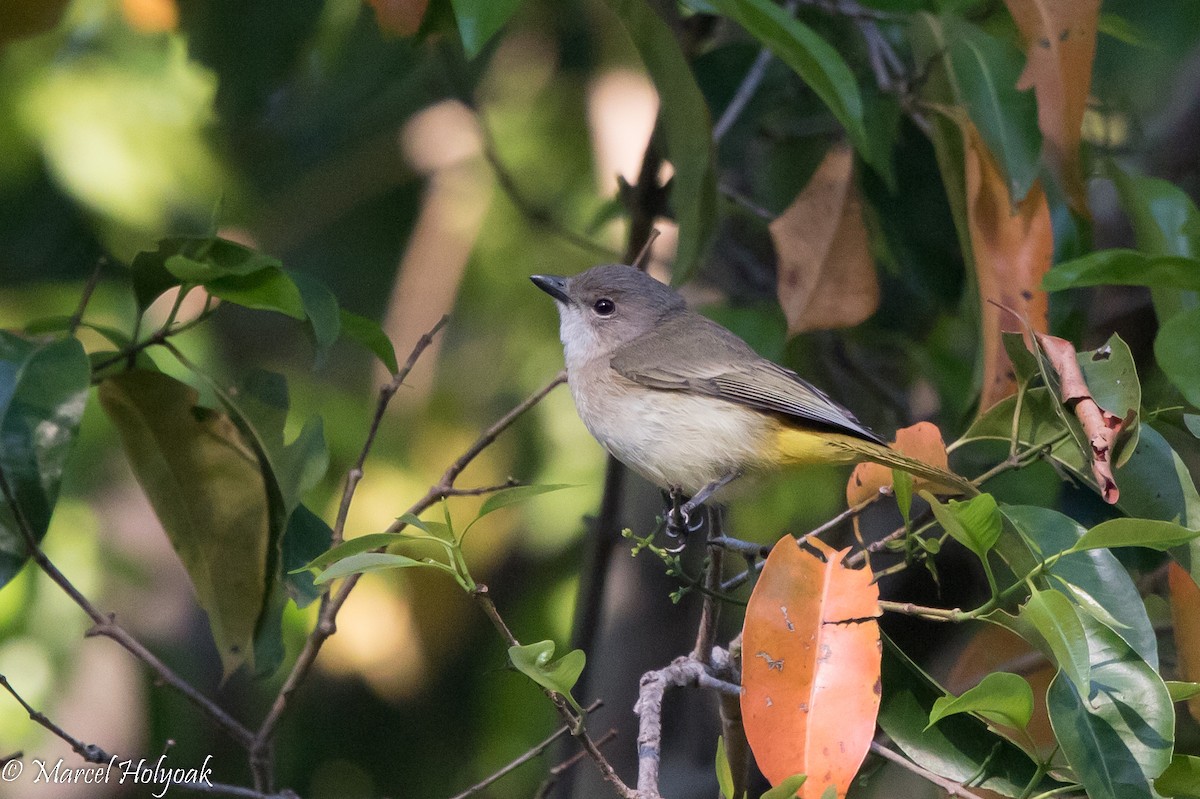 Fawn-breasted Whistler - Marcel Holyoak