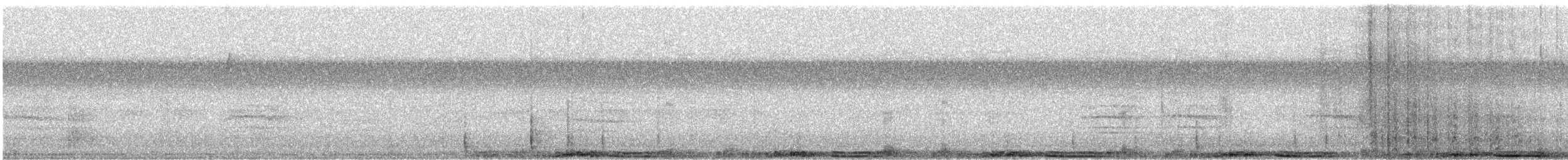 holub skalní (domácí) - ML527062311